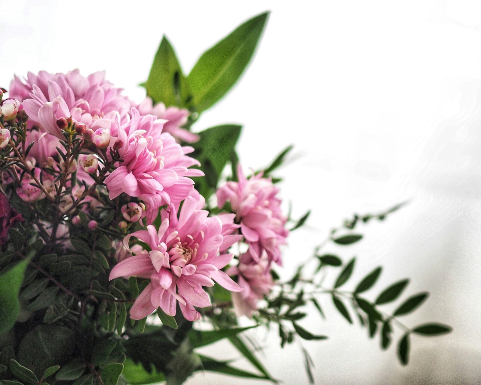 pink flower with green leaves