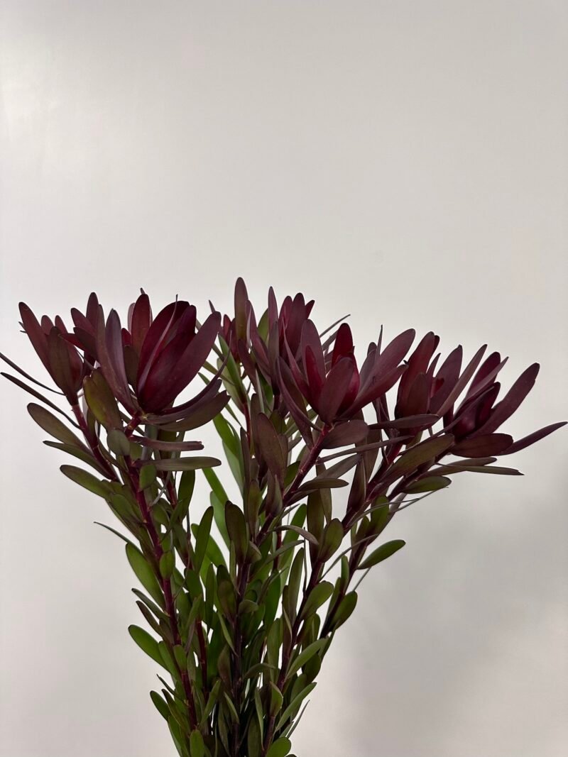 Leucadendron